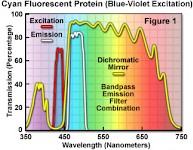 尼康显微镜蓝紫色激发块CFP的介绍