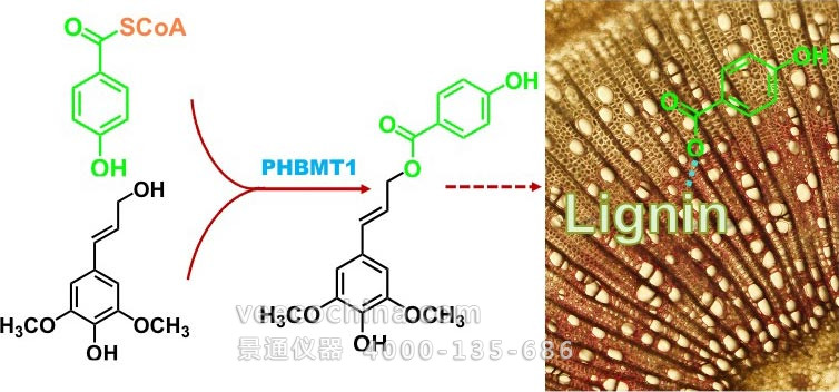 木质素侧链通路示意图